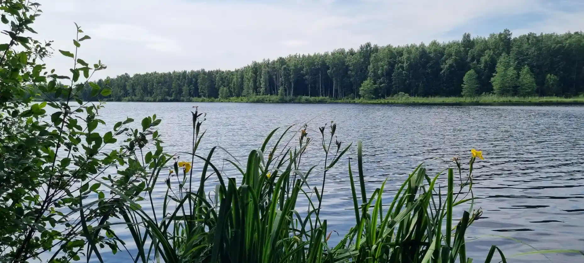 Лесное Шимпалатовское озеро на маршруте экотропы
